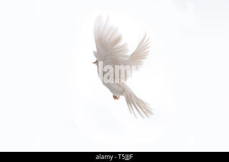Eine frei fliegende weiße Taube auf einem schwarzen Hintergrund. Vogel des Friedens. Taube mail Stockfoto