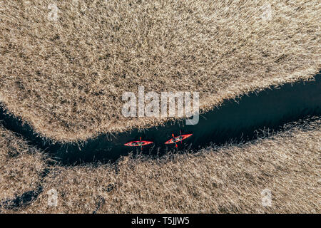 Gruppe von Menschen in Kajaks zwischen Schilf auf den Herbst. Stockfoto