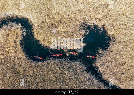 Gruppe von Menschen in Kajaks zwischen Schilf auf den Herbst. Stockfoto