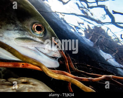 Sockeye Lachs (Oncorhynchus nerka) beim Laichlauf ...
