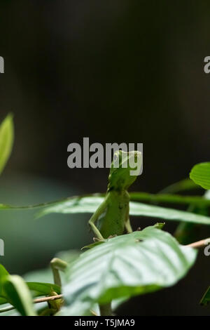 Malaysia, Borneo, Sabah, Naturpark, grüne Eidechse crested, Bronchocela cristatella Stockfoto