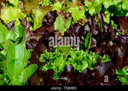 Junge Salatblätter essen Hintergrund. Stockfoto