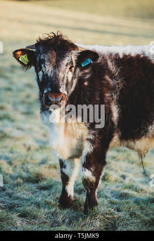 Englisch Longhorn Kalb, stehend auf einer Weide, an der Kamera schaut. Stockfoto