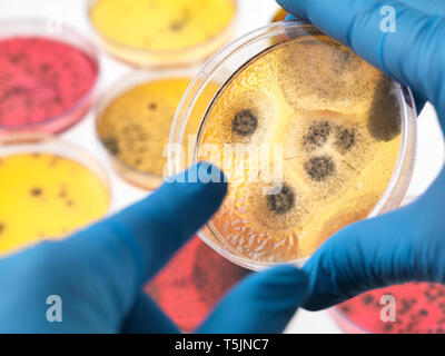 Wissenschaftler untersuchen Petrischalen, die das Wachstum von Bakterien im Labor Stockfoto