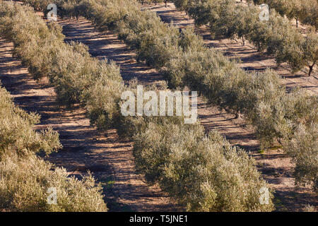 Olivenbaum Felder in Andalusien. Spanisch die landwirtschaftliche Ernte Landschaft. Jaen Stockfoto