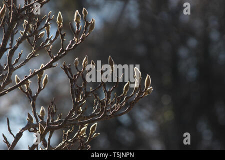 Contre jour shot - Magnolienzweige mit Magnolienknospen in der Hintergrundbeleuchtung Stockfoto