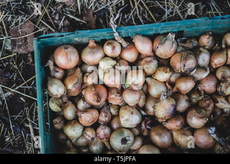 Hohen Winkel in der Nähe von frisch geernteten Zwiebeln in grün Kunststoff Kiste. Stockfoto