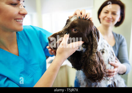 Weibliche Tierarzt Prüfung Hund des Tierarztes Stockfoto