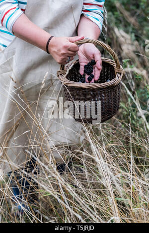 In der Nähe der Person tragen Schürze Holding braun Weidenkorb, voller abgeholt Brombeeren. Stockfoto