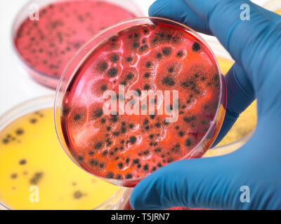 Wissenschaftler untersuchen Petrischalen, die das Wachstum von Bakterien im Labor Stockfoto