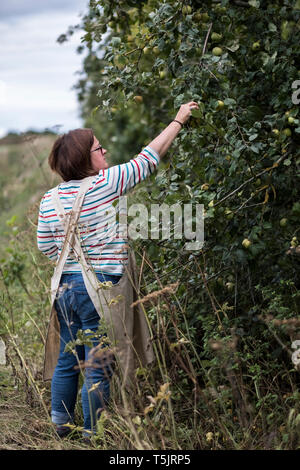 Frau mit Schürze Quitten Kommissionierung von einem Baum. Stockfoto