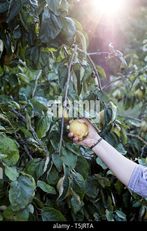 In der Nähe der person Kommissionierung Quitte vom Baum. Stockfoto