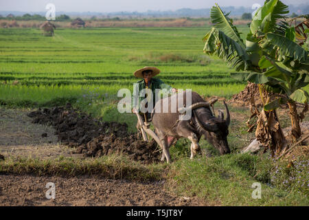 Bauern pflügen ein Reisfeld Feld mit einem traditionellen Wasserbüffel gezeichnet aus Holz in der Nähe Inle See, Shan Staat, Myanmar Pflug. Stockfoto