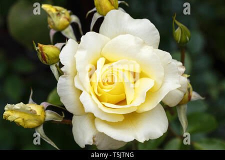 Hellgelb Large-Flowered Kletterer Rose im Garten, Blumen natürlichen vintage Hintergrund. Stockfoto