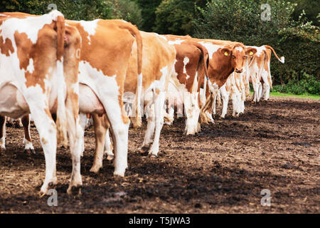 Herde von piebald roten und weißen Guernsey Kühe auf einer Weide. Stockfoto