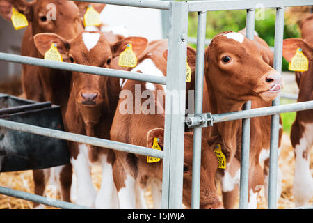 Gruppe von Guernsey Kälber in einem Metall Kugelschreiber auf einem Bauernhof. Stockfoto