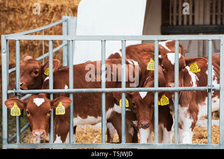 Gruppe von Guernsey Kälber in einem Metall Kugelschreiber auf einem Bauernhof. Stockfoto