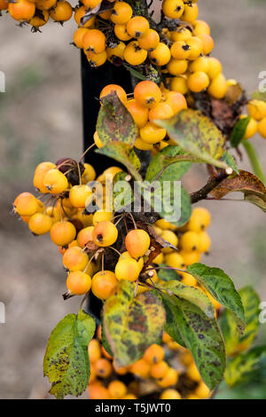 Ein Cluster von Gelb malus Beeren, kleine Krabbe Äpfel auf einem Baum in einem Obstgarten. Stockfoto