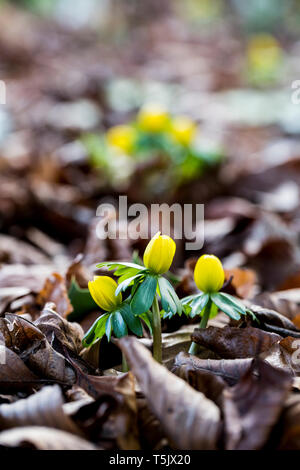 Ein Garten im Winter, kleine gelbe aconites Blüte in der Rinde und Laub Stockfoto