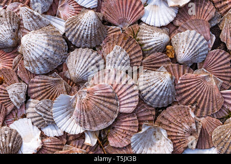 Sammlung von leeren Jakobsmuscheln auf einem Strand Stockfoto