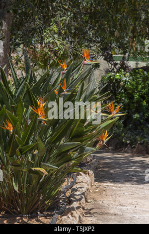 Strelitzia Bird of paradise flower auf Bush in Mallorca, Spanien blühenden Stockfoto