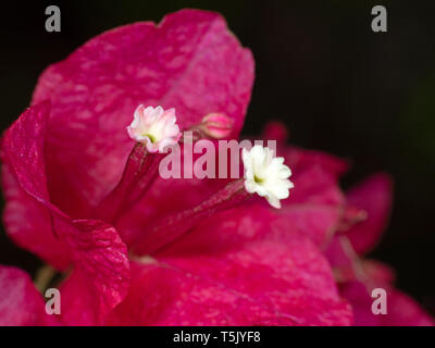 Makrofotografie von Pink Bougainvillea Blumen isoliert auf schwarzen Hintergrund, selektiver Fokus Stockfoto