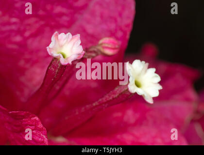 Makrofotografie von Pink Bougainvillea Blumen isoliert auf schwarzen Hintergrund, selektiver Fokus Stockfoto