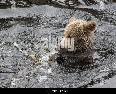 Closeup Portrait der Leiter der Cub Braunbär schwimmen im dunklen Wasser. Ursus arctos beringianus. Kamtschatka tragen. Stockfoto