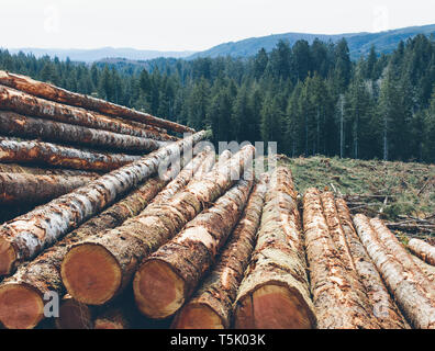 Gestapeltes Rundholz, frisch angemeldet Fichte und Tanne im Pazifischen Nordwesten, Wald im Abstand. Stockfoto