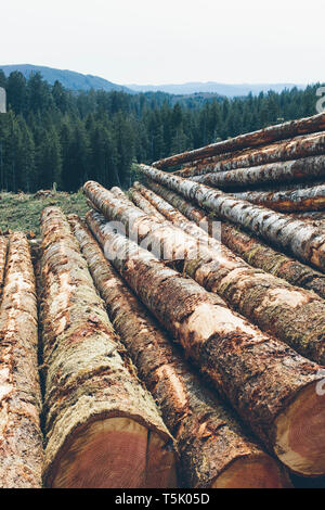 Gestapeltes Rundholz, frisch angemeldet Fichte und Tanne im Pazifischen Nordwesten, Wald im Abstand. Stockfoto