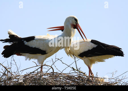 In der Nähe von zwei Störche im Nest auf einem Baum mit gekreuzten Schwanenhälse Stockfoto