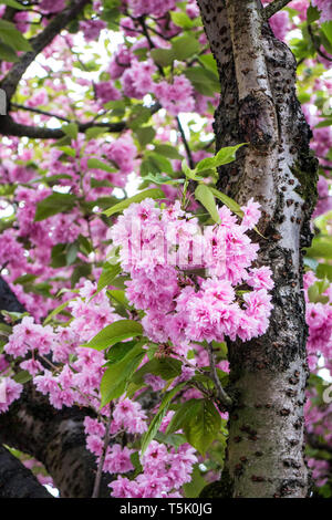 Prunus serrulata Stockfoto