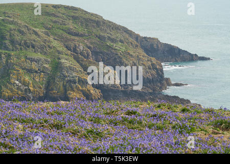 Frühling auf der Insel Skomer vor der Küste von Pembrokeshire in Wales, Vereinigtes Königreich. Stockfoto