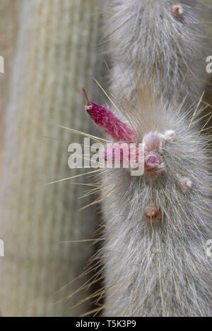 Blühende soft suchen Cactus mit Stacheligen blättern und Rosa Gelb bunte Blumen Stockfoto