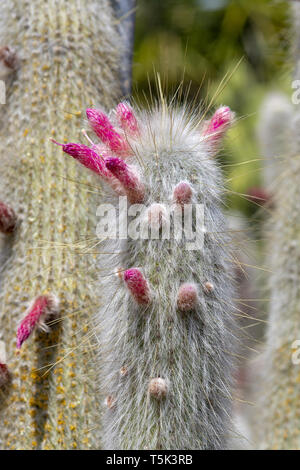 Blühende soft suchen Cactus mit Stacheligen blättern und Rosa Gelb bunte Blumen Stockfoto