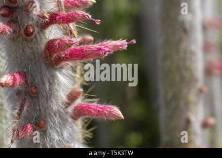 Blühende soft suchen Cactus mit Stacheligen blättern und Rosa Gelb bunte Blumen Stockfoto