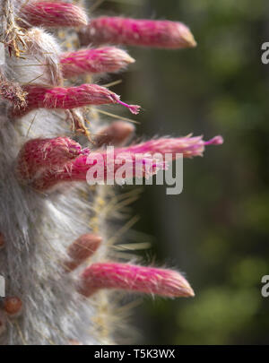 Blühende soft suchen Cactus mit Stacheligen blättern und Rosa Gelb bunte Blumen Stockfoto