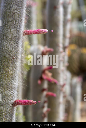 Blühende soft suchen Cactus mit Stacheligen blättern und Rosa Gelb bunte Blumen Stockfoto