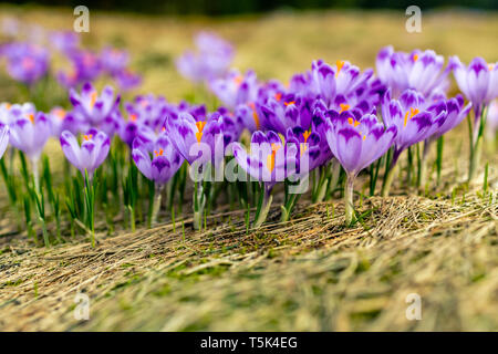 Crocus closeup über grüne Gras, Blumen Landschaft. Der frühe Frühling in den Bergen mit unscharfem Hintergrund. Stockfoto