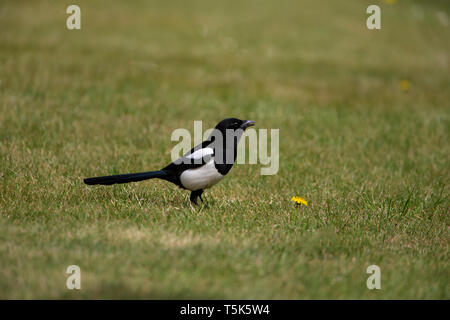 Eurasian Magpie Pica Pica im Profil auf einem Rasen Stockfoto