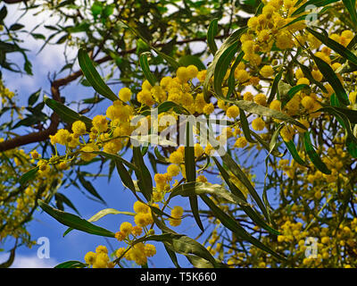 Schöne bunte Mimosa ( Acacia Baileyana) Ast voll mit gelben Blumen auf blauen Himmel mit einigen Wolken Hintergrund. Lebendige Frühling Bild. Stockfoto