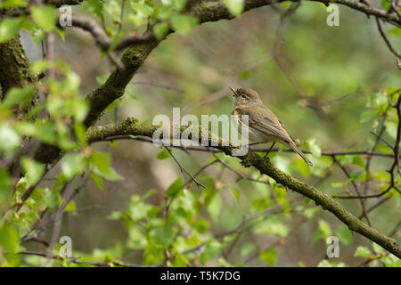 Eine chiffchaff, Phylloscopus collybita, thront auf einem Zweig in der Mitte zu einem Baum suchen Stockfoto