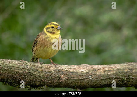 Eine Nahaufnahme portrait einer Goldammer wären, Emberiza citrinella, auf einer alten gefallen mit einem natürlichen Hintergrund log gehockt Stockfoto