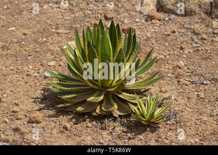 Saftige Agave und Aloe Vera Pflanzen closeup Makro Stockfoto