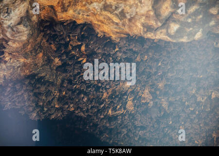 Kolonie der Fledermäuse in der Höhle von Pura Goa Lawah Bali, Indonesien Stockfoto