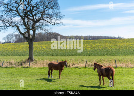 Pferde auf einer Wiese in feuchten, Schleswig-Holstein, Deutschland Stockfoto