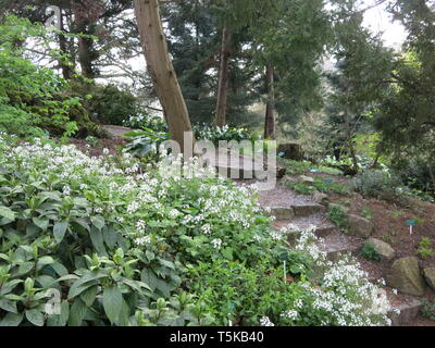Darstellung der Schritte und Pfad Klettern durch das hügelige Rock Garden; ein sonniger Tag im April in Utrecht Botanischer Garten Stockfoto
