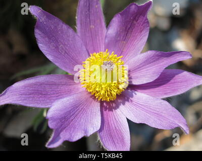 In der Nähe des deep purple Mehrjährig Blumen der Anemone slavica, oder pulsatilla Slowakisch; in voller Blüte und zeigt seine leuchtend gelben Zentrum. Stockfoto