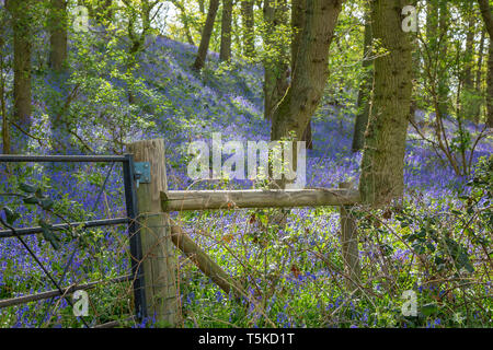 UK woodland Anzeige der schöne Frühling bluebells in dappled Sonnenlicht. Gemeinsame Bluebell Blumen: Hyacinthoides non-scripta, der Natur lila Teppich. Stockfoto