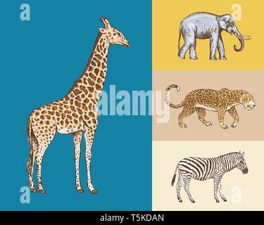 Afrikanische Tiere. Elefant Giraffe Leopard Wild Zebra. Graviert Hand gezeichnet Vintage alte Schwarzweiß-safari Skizze. Stock Vektor